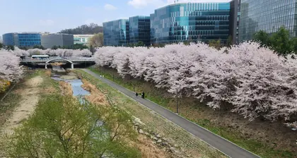 운중천 벚꽃길 방문 사진